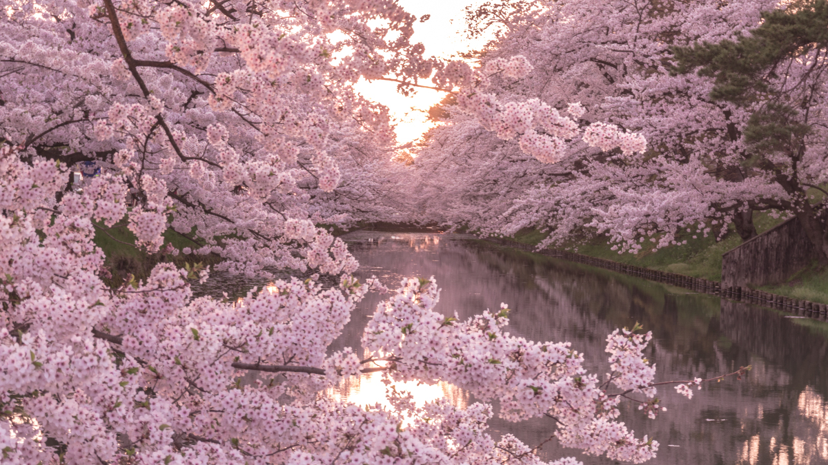 Cherry blossoms